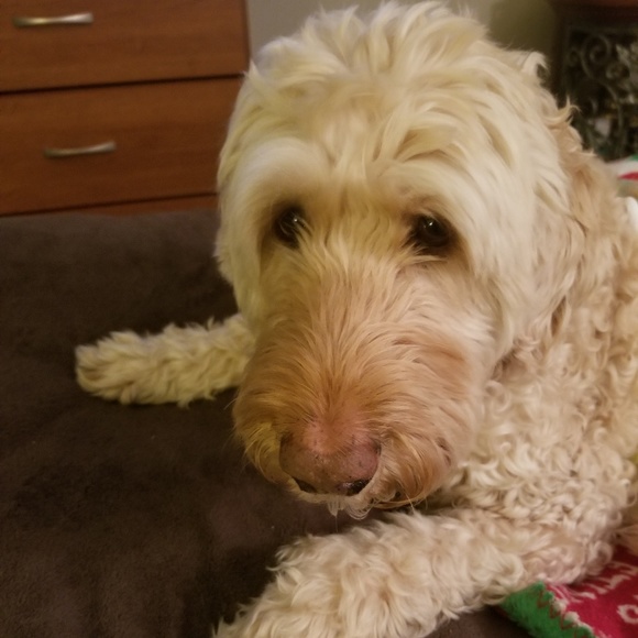 Meet your Posher, Laura - Picture 2 of 6